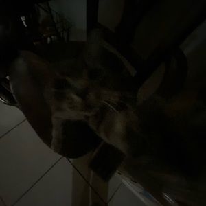 Meet your Posher, Sophia